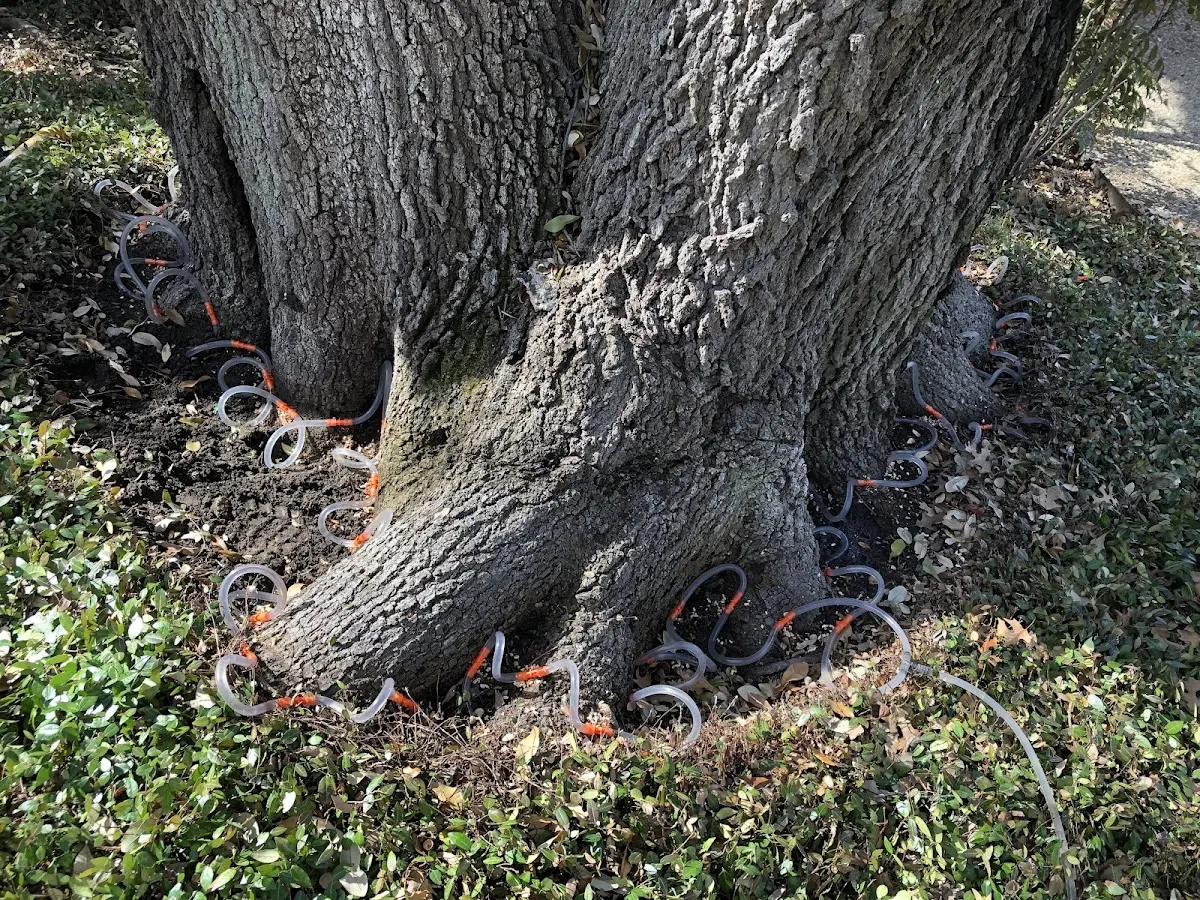Detailed Tree Cabling and Bracing job site in Waldorf