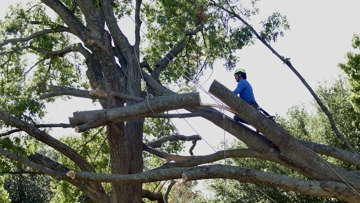 Professional Crown Thinning performed by certified arborists in Waldorf