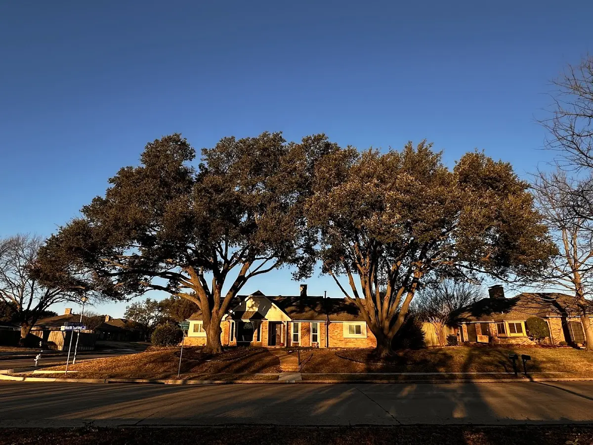 Established residential canopy tree shading a home in Waldorf